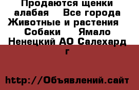 Продаются щенки алабая  - Все города Животные и растения » Собаки   . Ямало-Ненецкий АО,Салехард г.